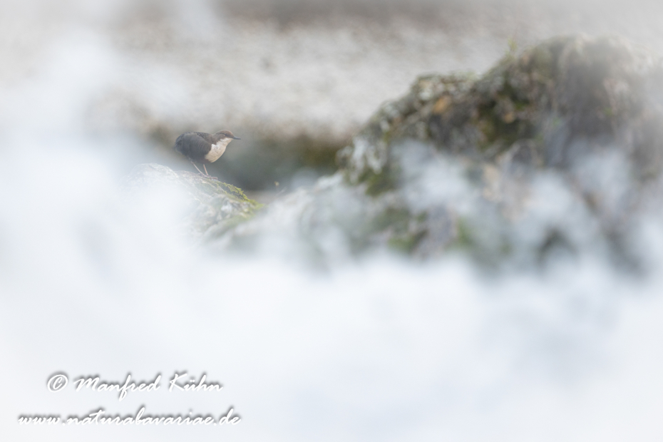 Wasseramsel ()_0412