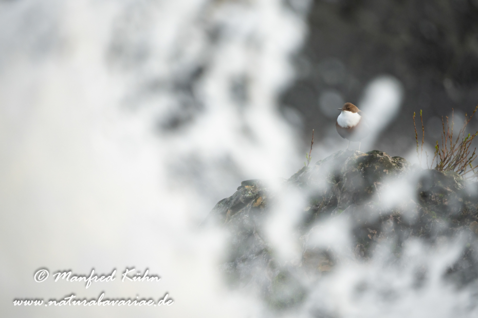 Wasseramsel ()_0421