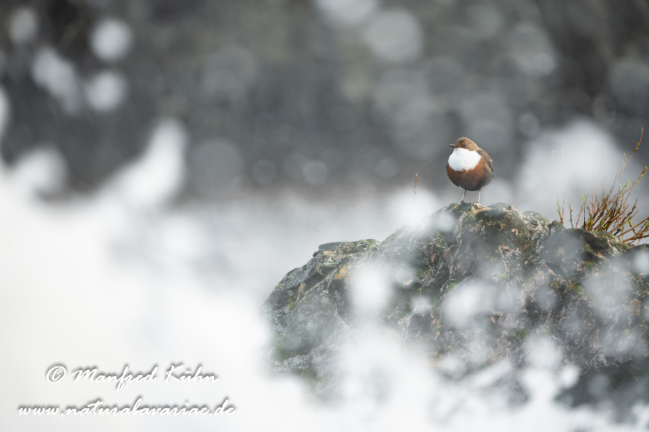 Wasseramsel ()_0422