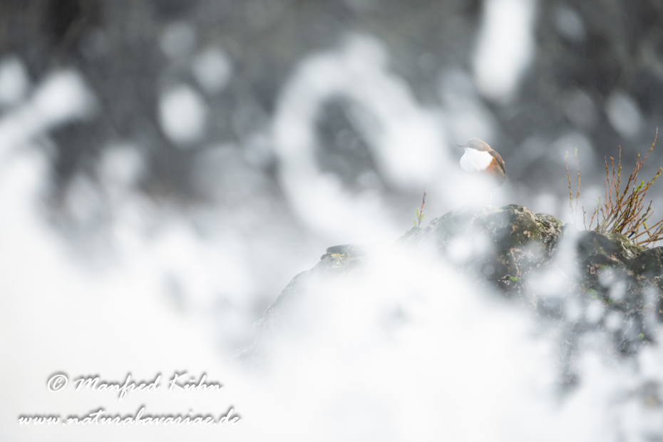 Wasseramsel ()_0423
