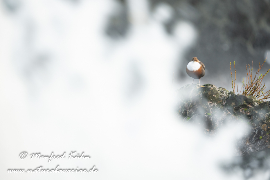 Wasseramsel ()_0424