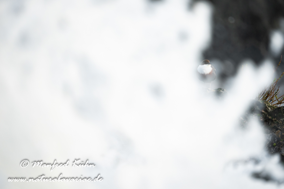 Wasseramsel ()_0425