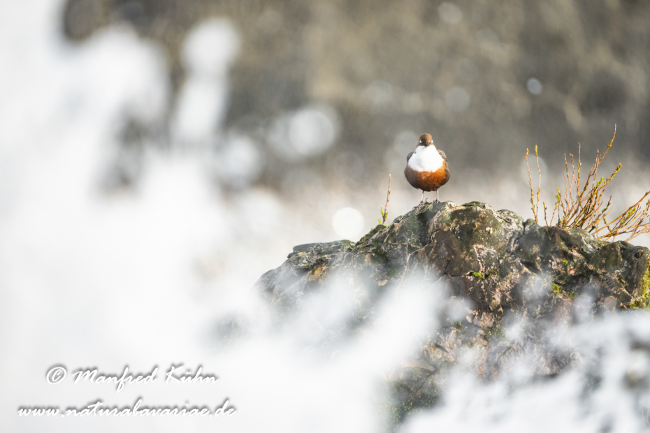 Wasseramsel ()_0426