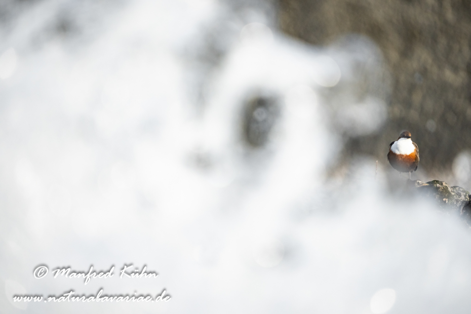 Wasseramsel ()_0427