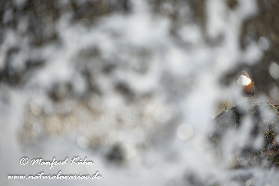 Wasseramsel ()_0431