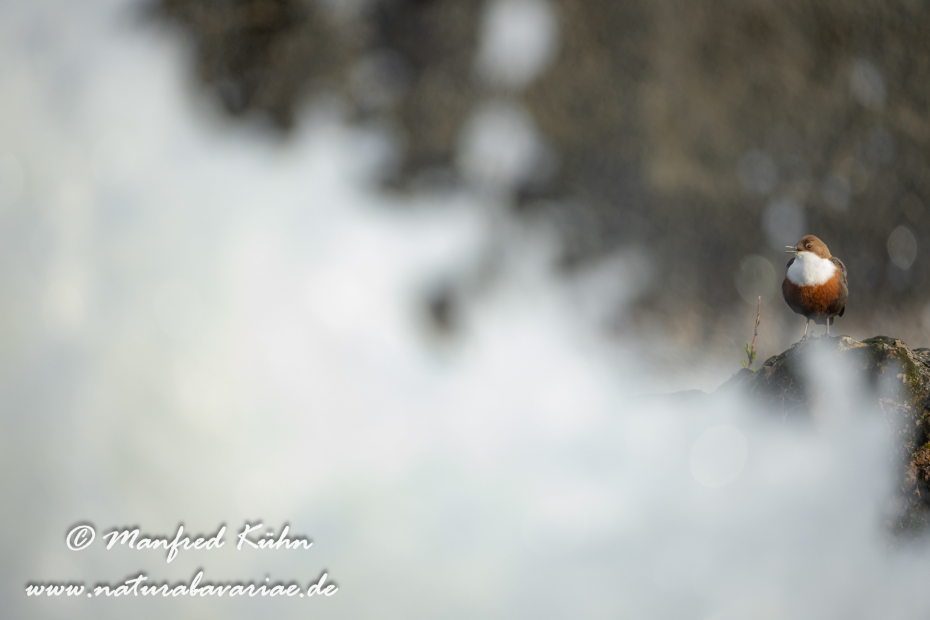Wasseramsel ()_0434