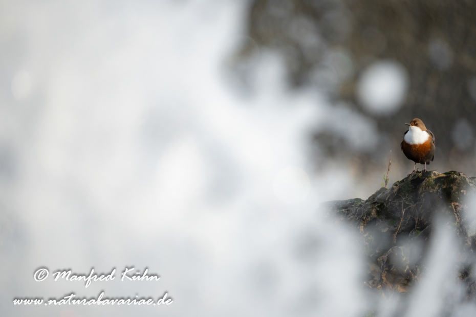 Wasseramsel ()_0438