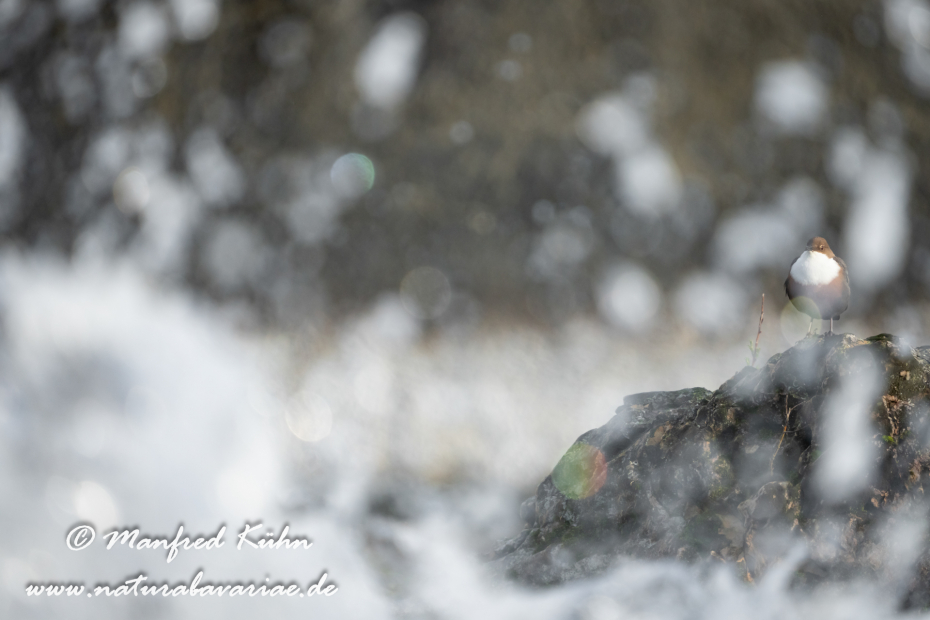 Wasseramsel ()_0439