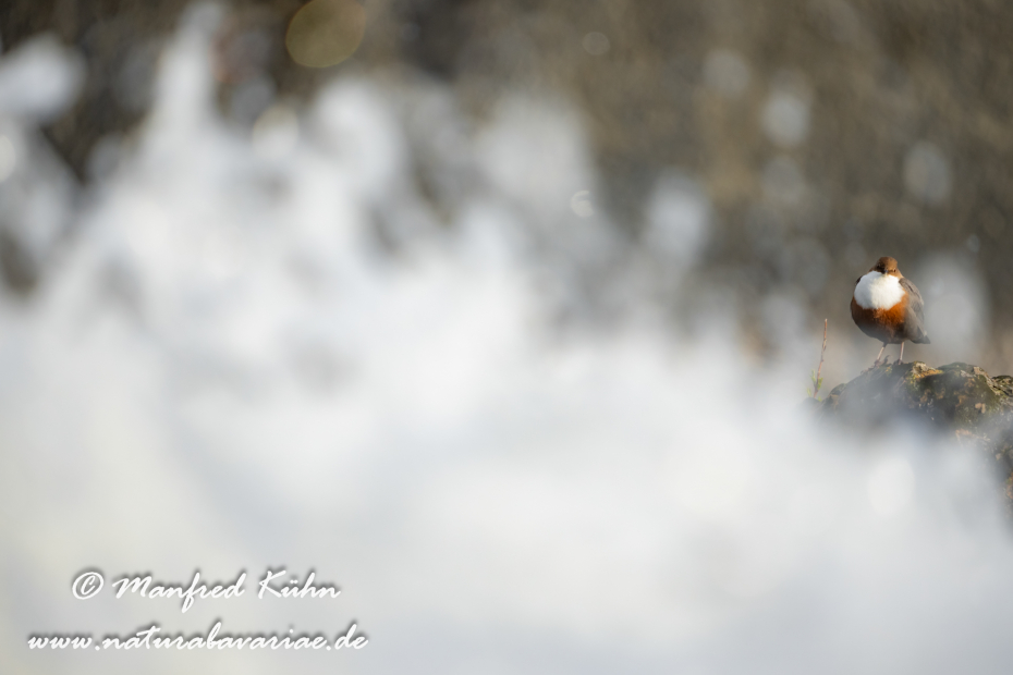 Wasseramsel ()_0444
