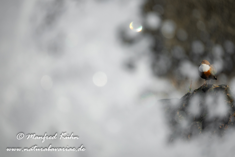 Wasseramsel ()_0446