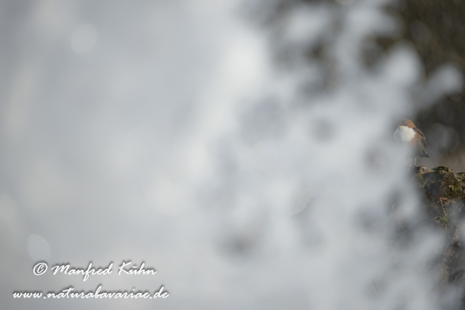 Wasseramsel ()_0447