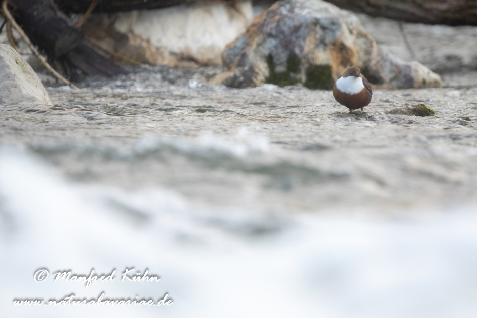 Wasseramsel ()_0448