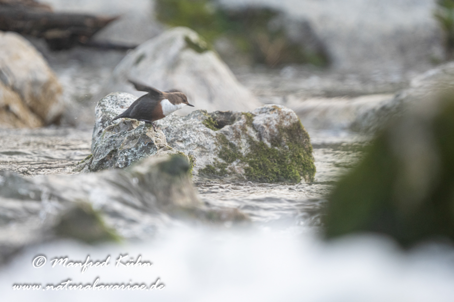 Wasseramsel ()_0450