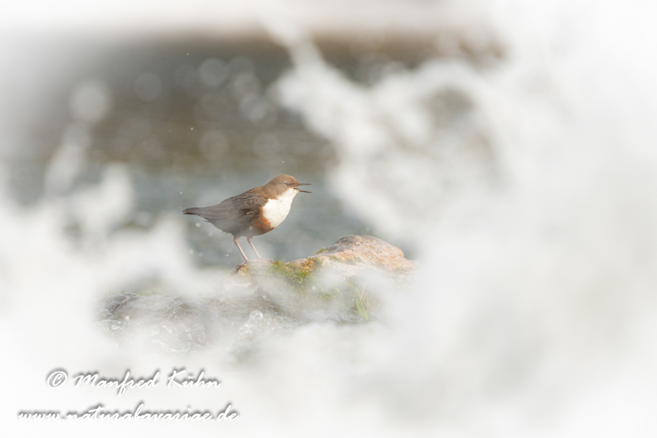 Wasseramsel ()_0451