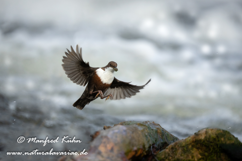 Wasseramsel ()_0454