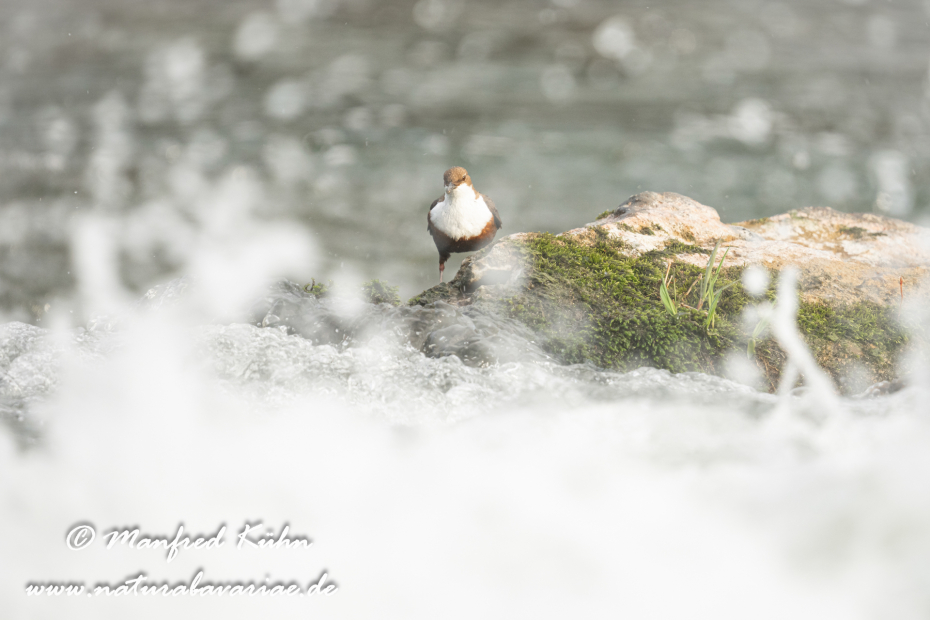 Wasseramsel ()_0465