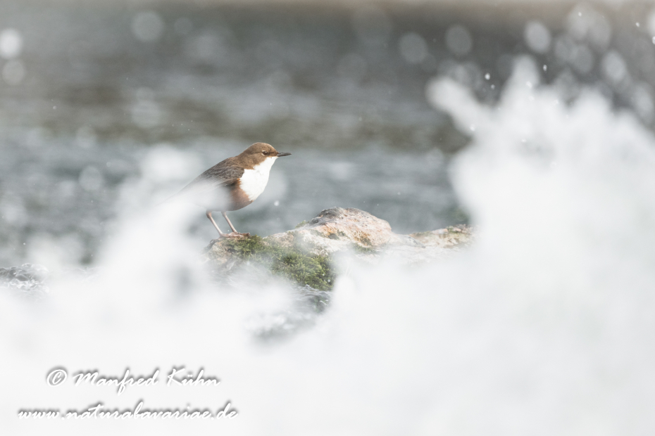 Wasseramsel ()_0470