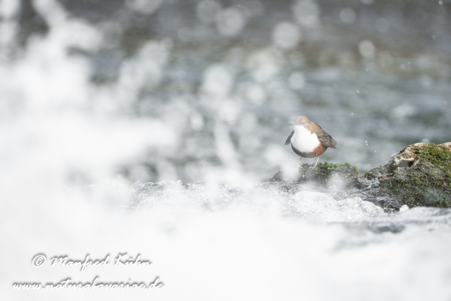 Wasseramsel ()_0472