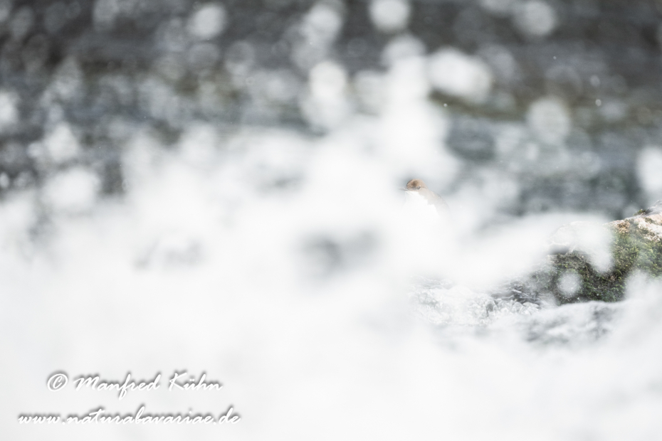 Wasseramsel ()_0473