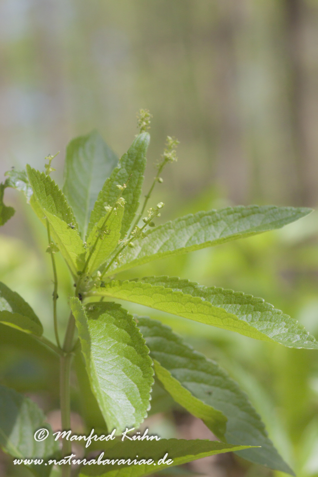 Bingelkraut (Wald-)_0004