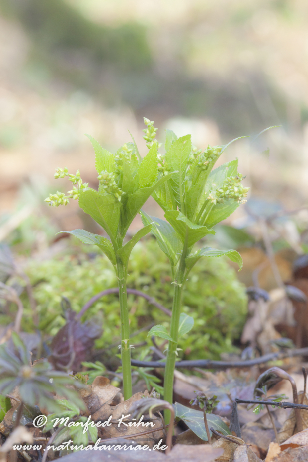 Bingelkraut (Wald-)_0005