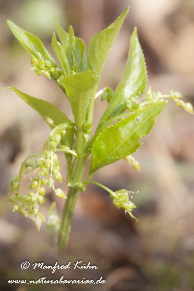Bingelkraut (Wald-)_0009