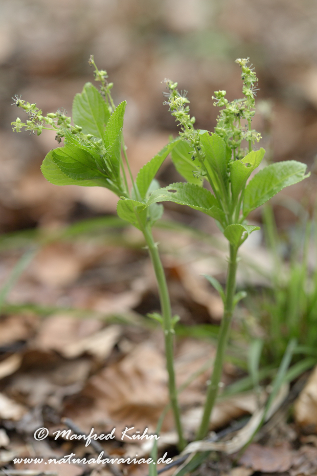 Bingelkraut (Wald-)_0016