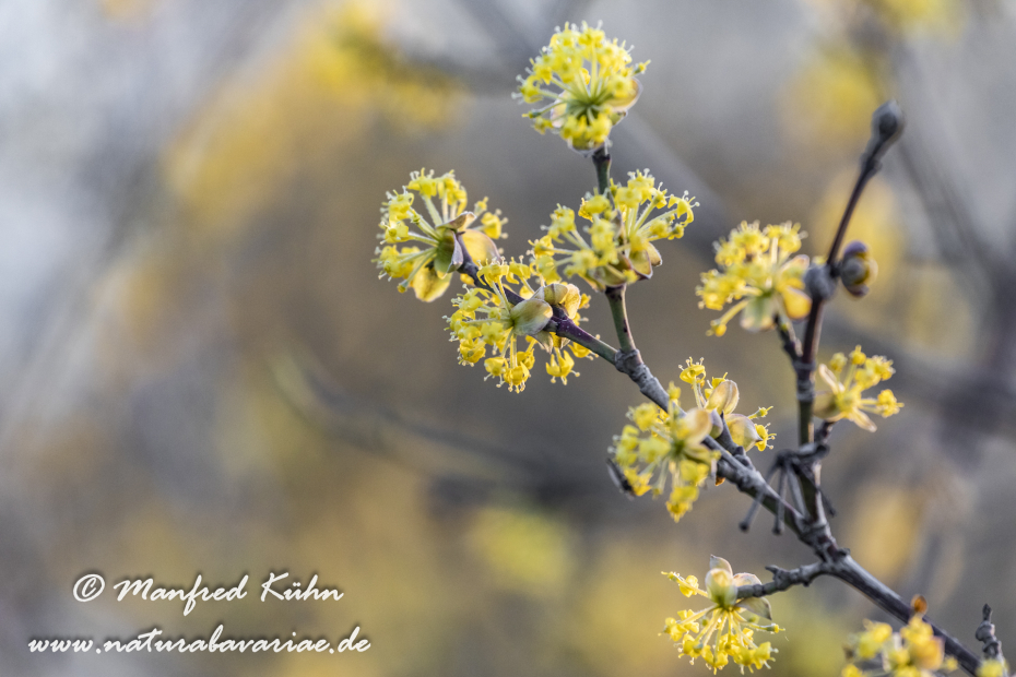 Kornellkirsche ()_0012