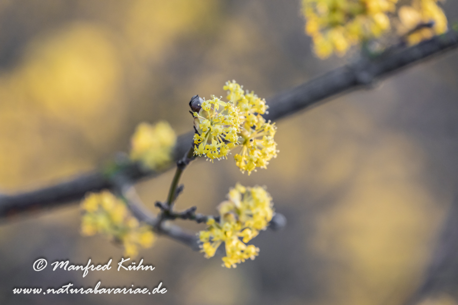Kornellkirsche ()_0013