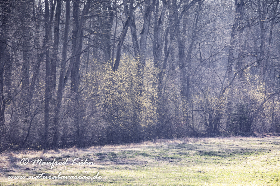 Kornellkirsche ()_0024