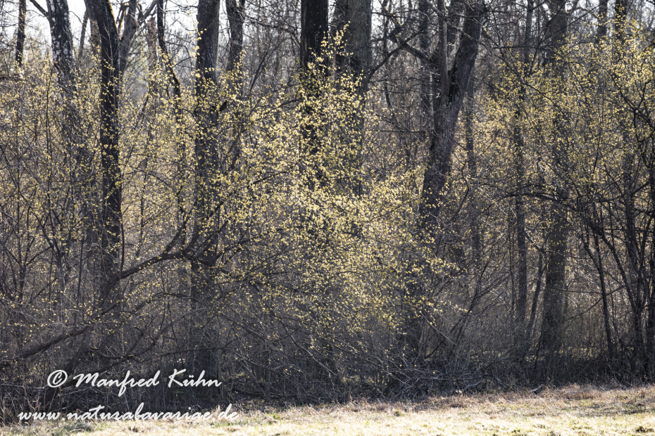 Kornellkirsche ()_0026