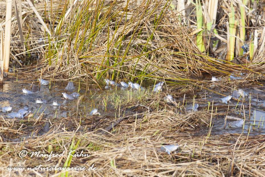Moorfrosch ()_0002