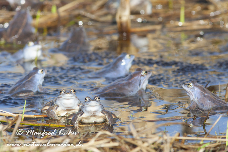 Moorfrosch ()_0006