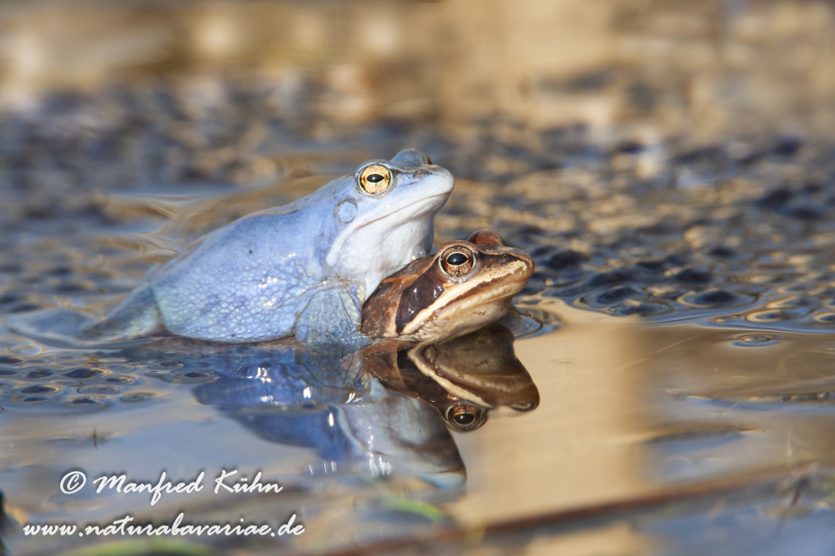 Moorfrosch ()_0010