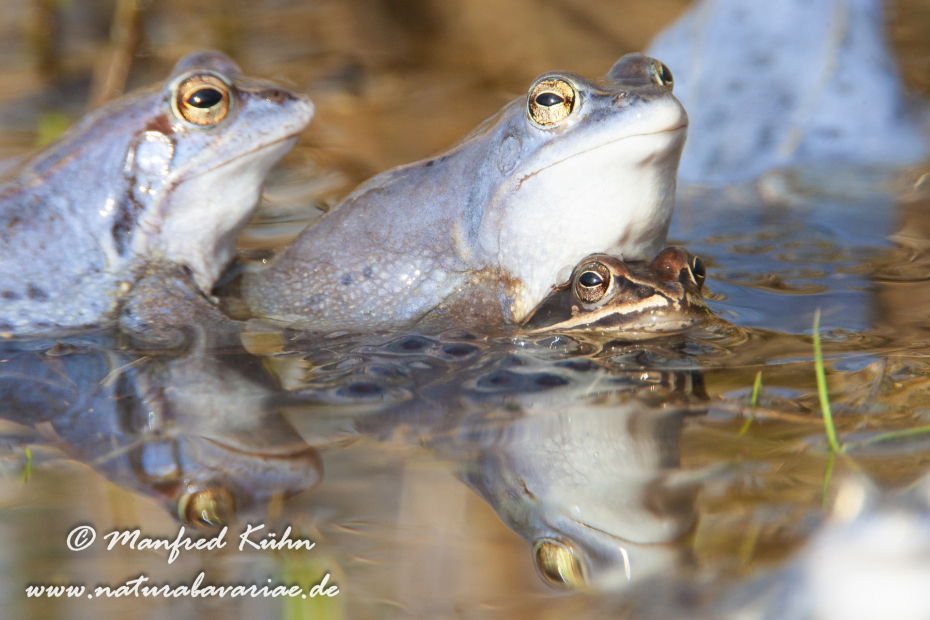 Moorfrosch ()_0012