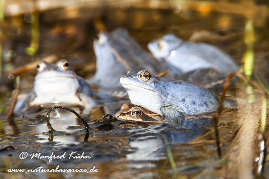 Moorfrosch ()_0014
