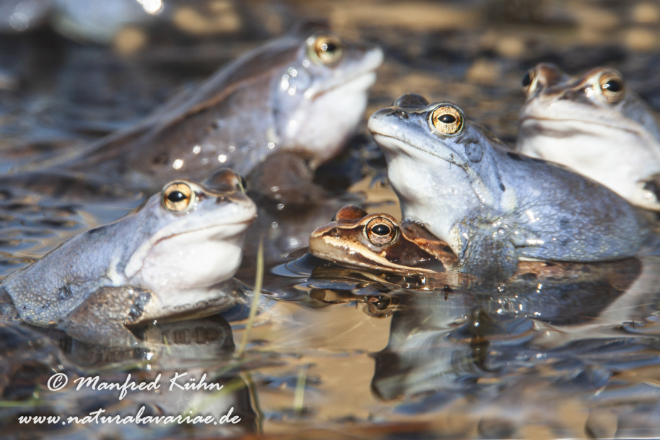 Moorfrosch ()_0021