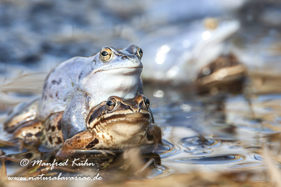 Moorfrosch ()_0024