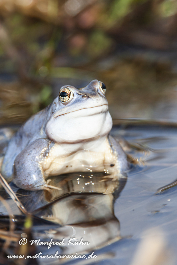 Moorfrosch ()_0026