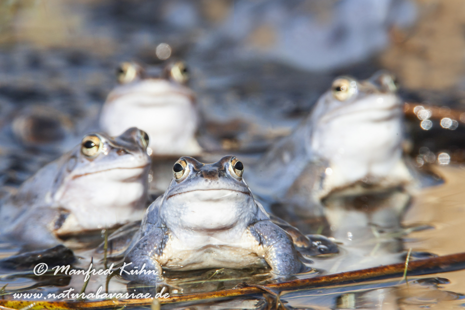 Moorfrosch ()_0030