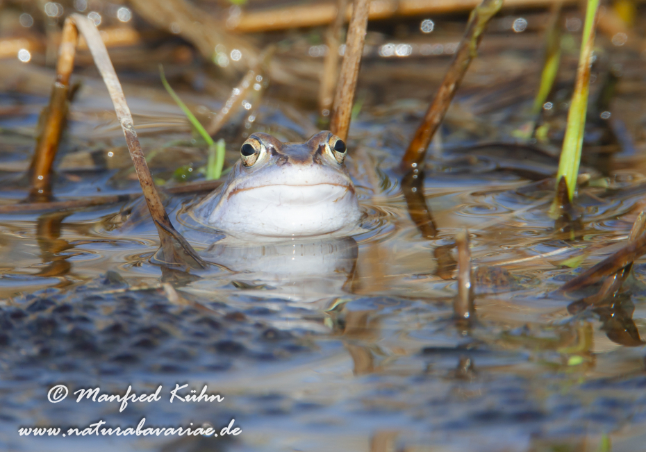 Moorfrosch ()_0039