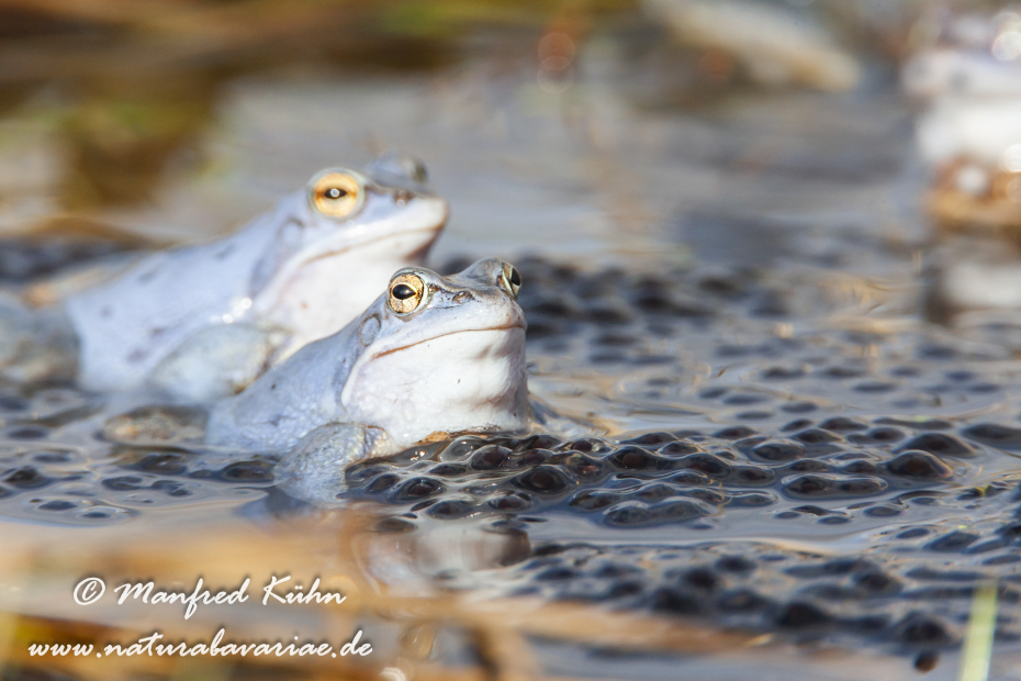 Moorfrosch ()_0043