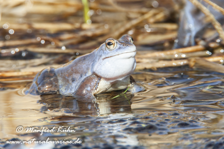 Moorfrosch ()_0044