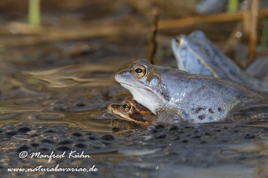 Moorfrosch ()_0046