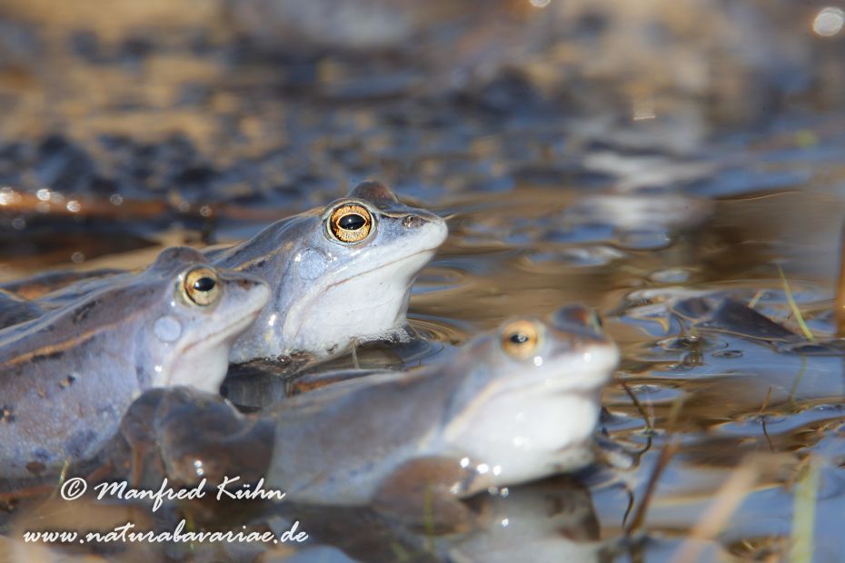 Moorfrosch ()_0047