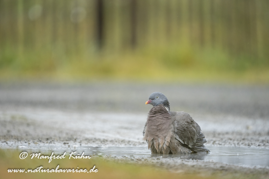 Ringeltaube ()_0143