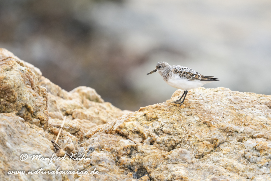 Sanderling ()_0065
