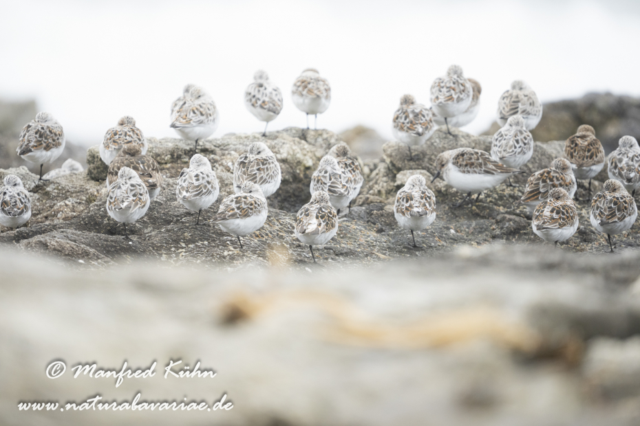 Sanderling ()_0073