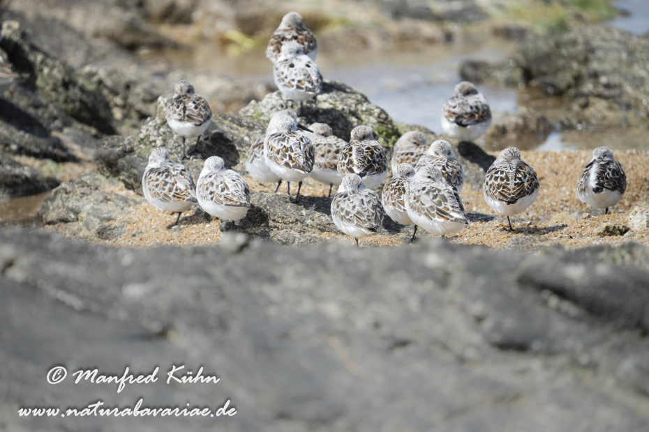 Sanderling ()_0075