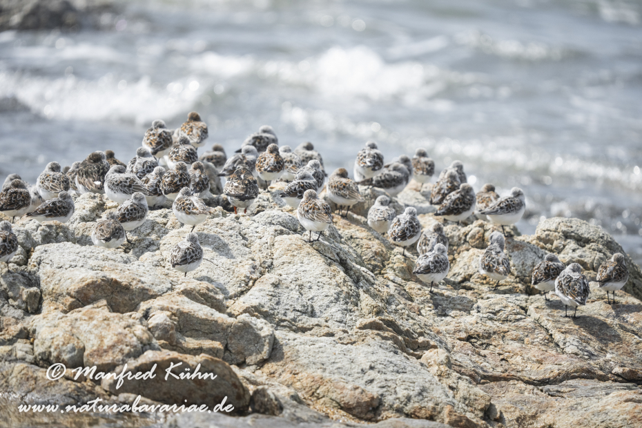 Sanderling ()_0086